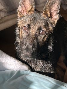 Gorgeous 5 months old