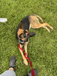 9 month old puppy for rehoming