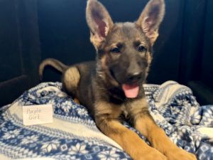 German Shepherd Puppy