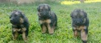 Purebred German Shepherd Puppies – Loyal, Smart & Family-Ready!