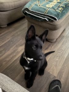 Handsome black puppy