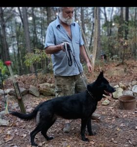CKC Registered German Shepherd Puppy