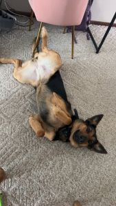 Energetic, Loyal Dog Looking for a Loving Home – Lady Needs Her Perfec