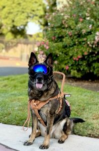 Fully Trained Mobility/Psyciatric Service Dog