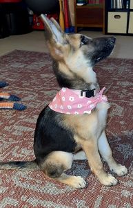 Female German Shepherd