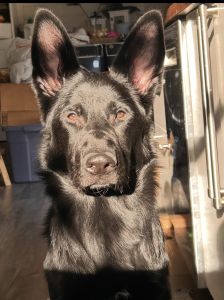 Pure German Shepherd