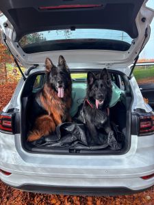 langhaarige Deutsche Schäferhündin.