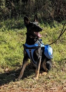 Connie De Lupus Saevus