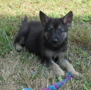 beautiful German Rottweiler puppies