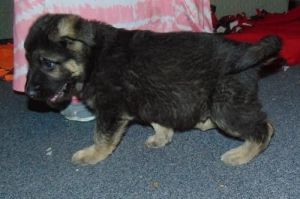 Lizzie Akc Female And Male German Shepherd Puppies