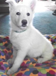 White German Shepherd Puppies. Text (***) ***-***8