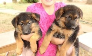 Black/tan Short-haired German Shepherd Dogs