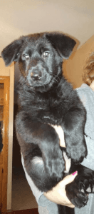 Akc Black German Shepherd Puppies