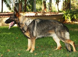 German Shepherd Puppies West German Workingline