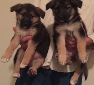Cuttest German Shepherd Pups For Sale