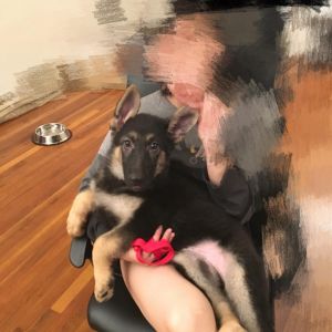 Cute German Shepherd 3 months