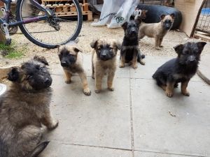 German Shepherd Puppies available