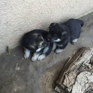 german shepherd pups