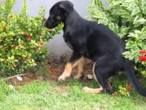 German Shepherd Dog Female Puppy