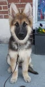 German shepherd for adoption