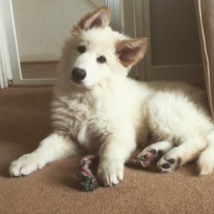 correct German Shepherd puppies