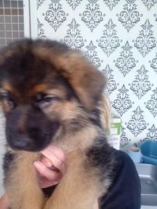 Registered German Shepherd puppies
