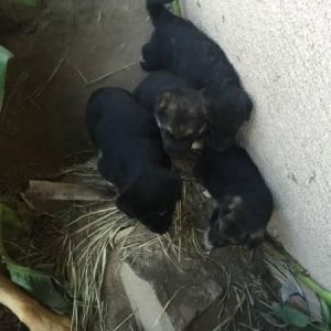 lovely german shepherd pups ready