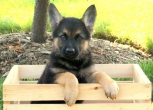 Stunning F1 German Shepherd Puppies