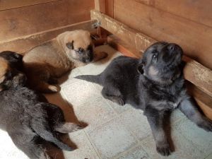 German Shepherd Puppies.(***) ***-***5