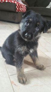 German Shepherd Puppies (1m, 2f) Akc Registerable