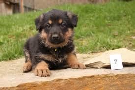 adorable german shepherd