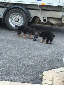 6 Gorgeous German Shepherd Puppies
