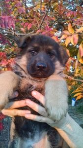 German shepherd pups available