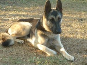 German Shepherd Adult Female