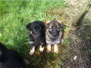 German shepherds for sell