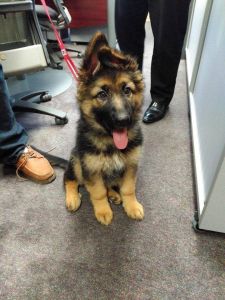 German Sheperd Dog