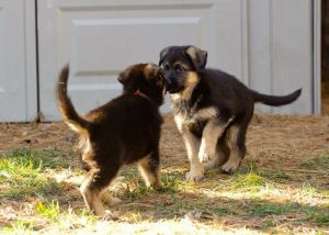 AKC registered German Shepherds Puppies