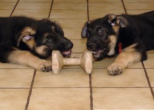 Sweet and Charming Puppies