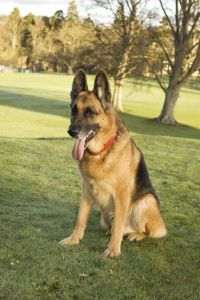 Beautiful Gorgeous Dogs