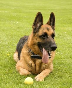 Sociable And Affectionate German Shepherds