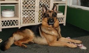 Akita German Shepherds