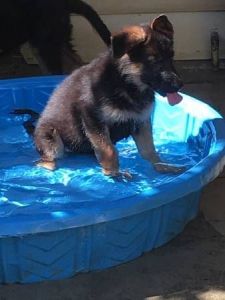 German Shepard puppy ready Christmas(***) ***-***4