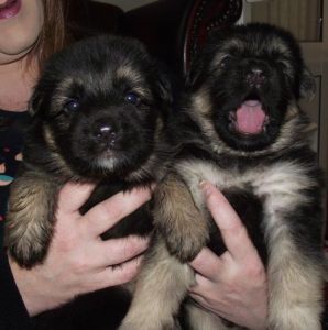 German Shepherd Puppies 2 Males Left
