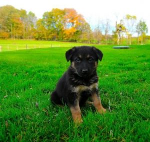 Loving German Shepherd Pups