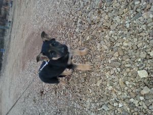 AKC Female German Shepherd pups
