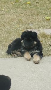German Shepherd Puppies-long & short hair