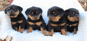 German Rottweiler Puppies male and females 8weeks