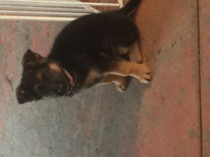 German shepherd puppies