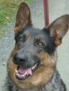 Adult Female, Spayed