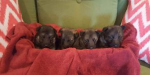 German shepherd puppies